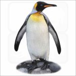 King Penguin illustration
