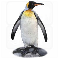 King Penguin illustration