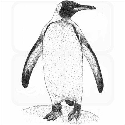 King Penguin