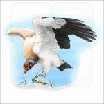 King Vulture illustration