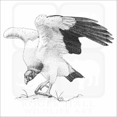 King Vulture