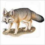 Kit Fox illustration