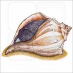 Knobbed Whelk illustration