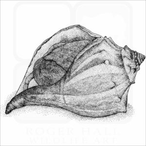 Knobbed Whelk