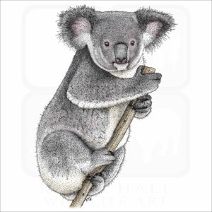 Koala illustration