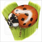 Asian Lady Beetle illustration