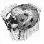 Asian Ladybug Beetle