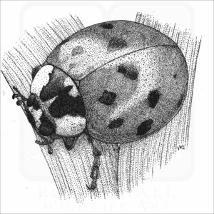 Asian Ladybug Beetle