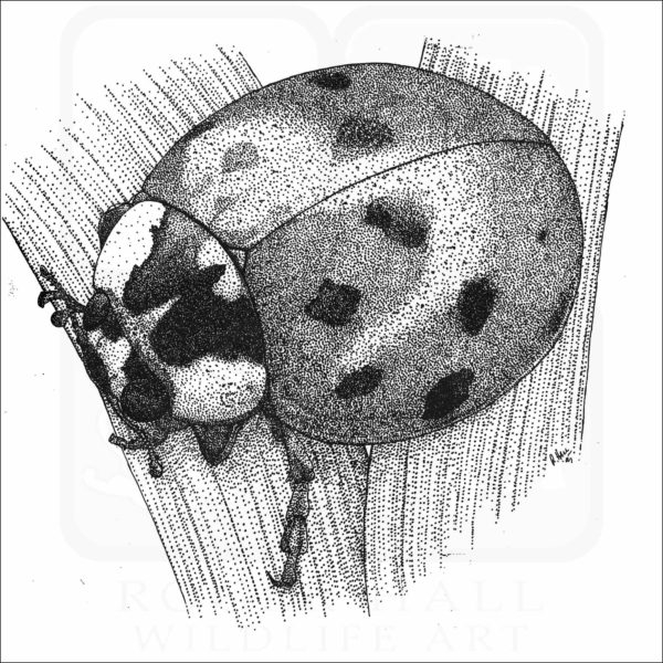 Asian Ladybug Beetle