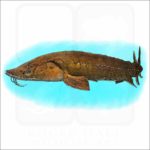 Lake Sturgeon illustration