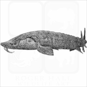 Lake or Rock Sturgeon