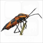 Large Milkweed Bug illustration