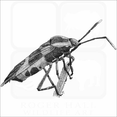 Large Milkweed Bug