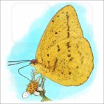 Large Orange Sulphur Butterfly illustration