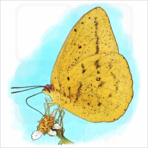 Large Orange Sulphur Butterfly illustration