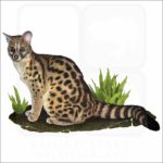 Cape Genet illustration