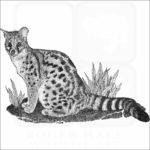 Cape Genet