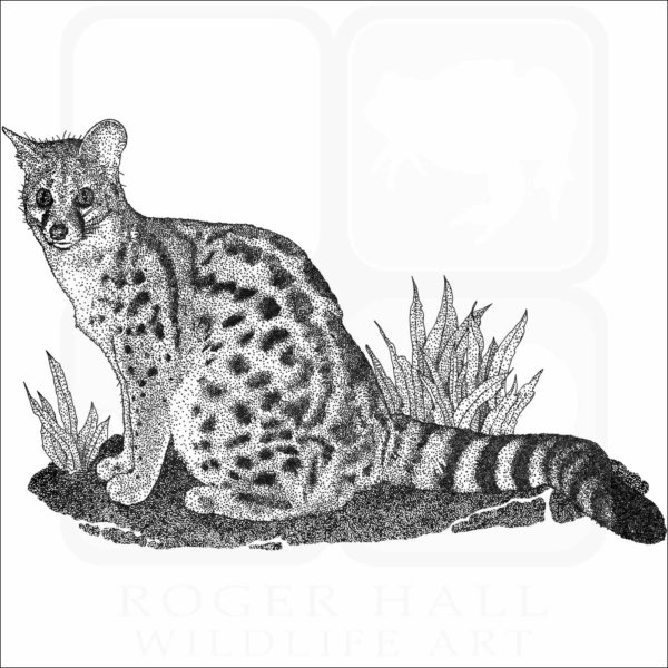Cape Genet