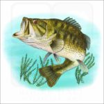 Largemouth Bass illustration