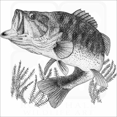 Largemouth Bass