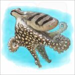 Larger Pacific Striped Octopus illustration