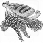 Larger Pacific Striped Octopus
