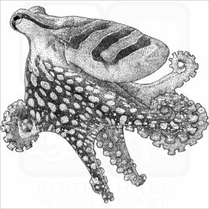 Larger Pacific Striped Octopus