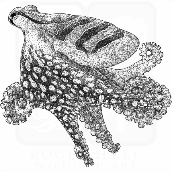 Larger Pacific Striped Octopus