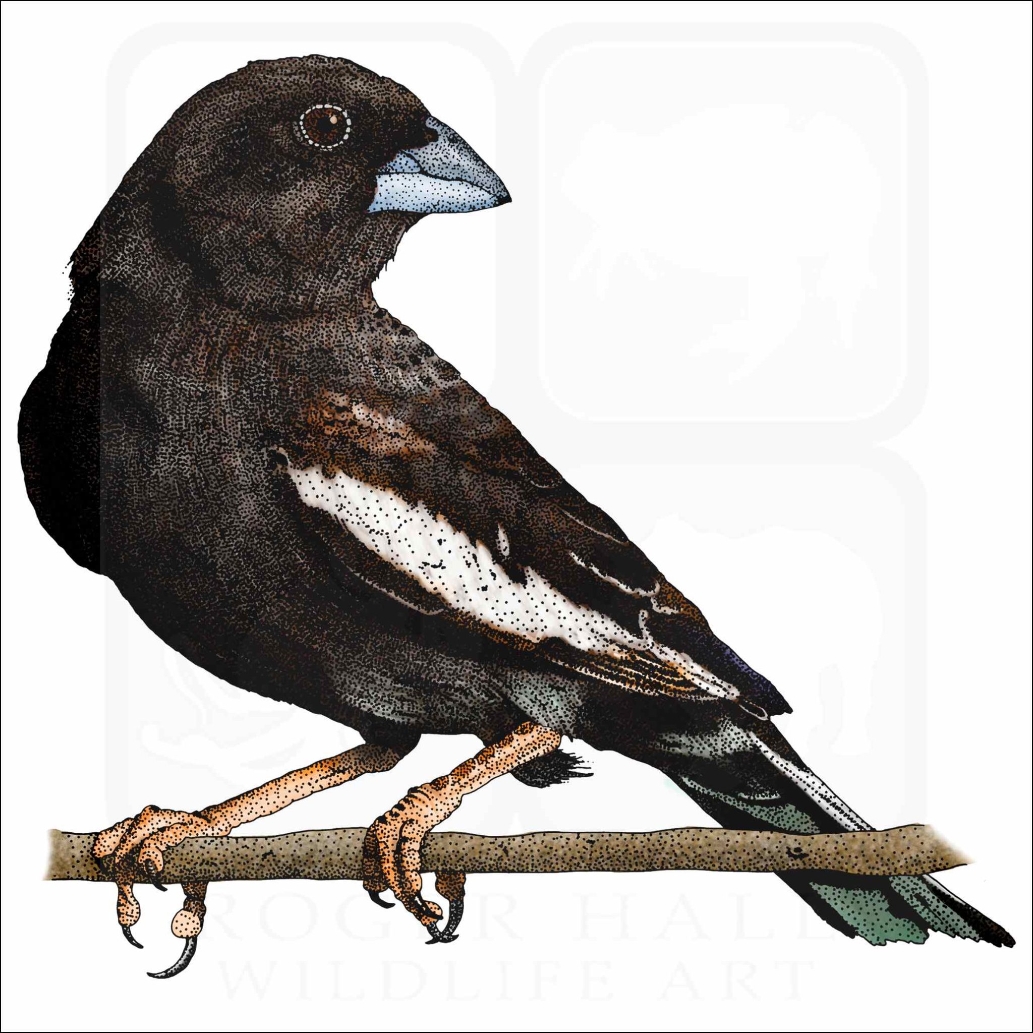 Lark Bunting - Signed Fine Art Print - inkart