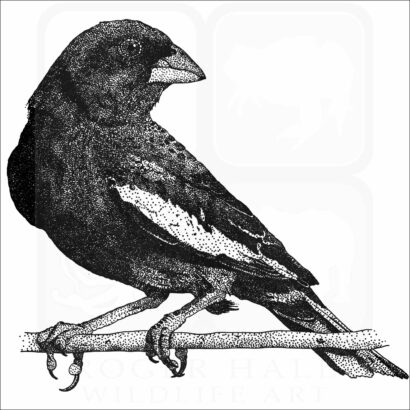 Lark Bunting