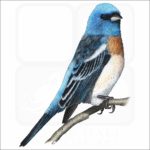 Lazuli Bunting illustration