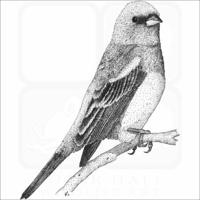 Lazuli Bunting