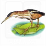 Least Bittern illustration