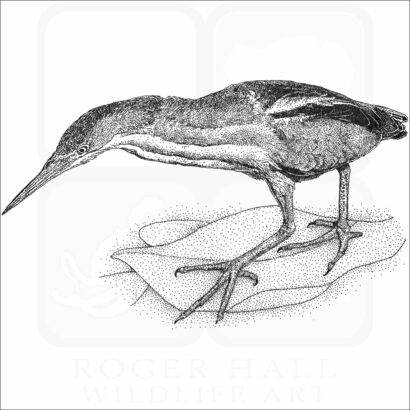 Least Bittern
