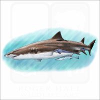 Lemon Shark illustration