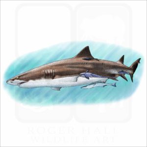 Lemon Shark illustration