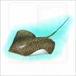 Leopard Whipray illustration