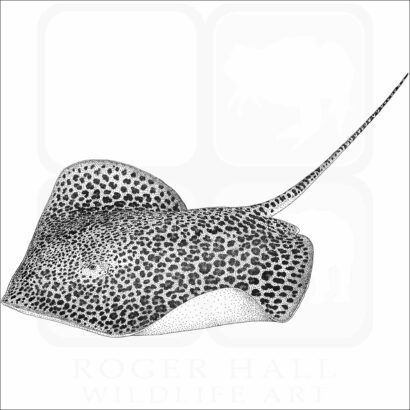 Leopard Whipray