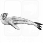 Leopard Seal