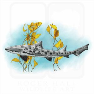 Leopard Shark illustration