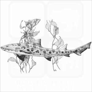 Leopard Shark