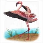 Lesser Flamingo illustration