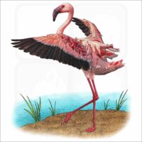 Lesser Flamingo illustration