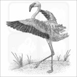 Lesser Flamingo