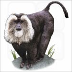 Lion-Tailed Macaque illustration