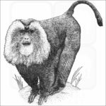 Lion-Tailed Macaque
