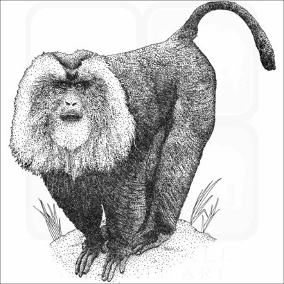 Lion-Tailed Macaque