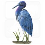 Little Blue Heron illustration