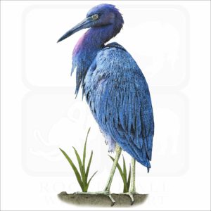Little Blue Heron illustration