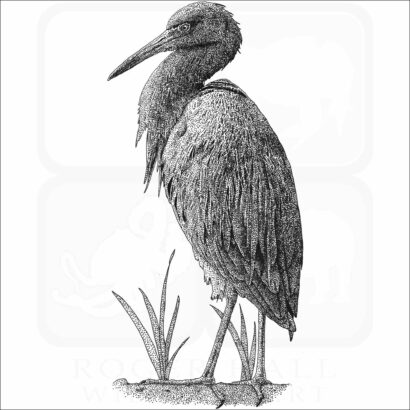 Little Blue Heron